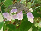 Bild: Blume 49 – Klick zum Vergrößern