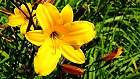 Bild: Blume 56 – Klick zum Vergrößern