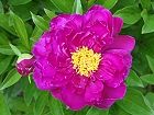 Bild: Blume 80 – Klick zum Vergrößern