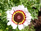 Bild: Blume 108 – Klick zum Vergrößern