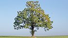 Bild: Einzelner Baum 08 Anfang Herbst – Klick zum Vergrößern