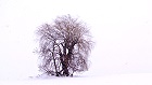 Bild: Einzelner Baum 11 – Klick zum Vergrößern