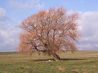 Bild: Einzelner Baum 18 – Klick zum Vergrößern