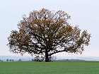 Bild: Einzelner Baum 23 – Klick zum Vergrößern