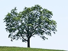 Bild: Einzelner Baum 28 – Klick zum Vergrößern