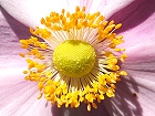 Bild: Herbst-Anemone 01 – Klick zum Vergrößern