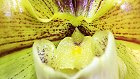 Bild: Orchidee 02 – Klick zum Vergrößern