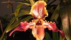 Bild: Orchidee Paphiopedilum Esquirolei – Klick zum Vergrößern