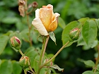 Bild: Rose gelb 03 – Klick zum Vergrößern
