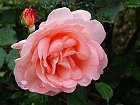 Bild: Rose orange 02 – Klick zum Vergrößern