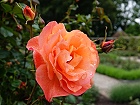 Bild: Rose orange 04 – Klick zum Vergrößern