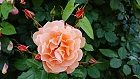 Bild: Rose orange 08 – Klick zum Vergrößern