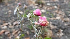 Bild: Rose rosa 04 Eis – Klick zum Vergrößern