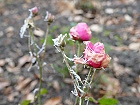 Bild: Rose rosa 04 Eis – Klick zum Vergrößern