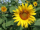 Bild: Sonnenblume 01 – Klick zum Vergrößern