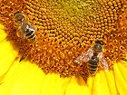 Bild: Sonnenblume und Bienen – Klick zum Vergrößern