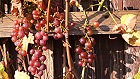 Bild: Wein Herbst 01 – Klick zum Vergrößern