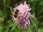 Bild: Biene in Blüte 03 – Klick zum Vergrößern