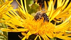 Bild: Biene in Blüte 07 – Klick zum Vergrößern