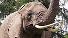 Bild: Elefant 01 – Klick zum Vergrößern