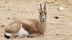 Bild: Gazelle – Klick zum Vergrößern