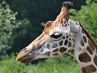 Bild: Giraffe 02 – Klick zum Vergrößern