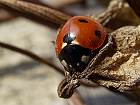 Bild: dicker Käfer – Klick zum Vergrößern
