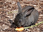 Bild: Kaninchen 02 – Klick zum Vergrößern