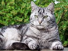 Bild: graue Katze 16 – Klick zum Vergrößern