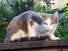 Bild: Katze 19 – Klick zum Vergrößern