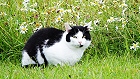 Bild: Katze 21 – Klick zum Vergrößern