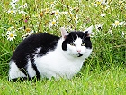 Bild: Katze 21 – Klick zum Vergrößern