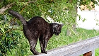 Bild: Katze 23 – Klick zum Vergrößern