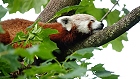 Bild: Roter Panda 01 – Klick zum Vergrößern