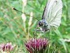 Bild: Schmetterling 06 – Klick zum Vergrößern
