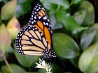 Bild: Schmetterling 11 – Klick zum Vergrößern