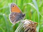 Bild: Schmetterling 16 – Klick zum Vergrößern