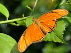 Bild: Schmetterling 26 – Klick zum Vergrößern