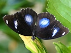 Bild: Schmetterling 30 – Klick zum Vergrößern