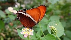 Bild: Schmetterling 42 – Klick zum Vergrößern