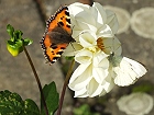 Bild: Schmetterling 44 – Klick zum Vergrößern