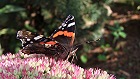 Bild: Schmetterling Admiral 2 – Klick zum Vergrößern