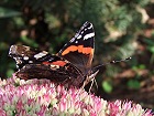 Bild: Schmetterling Admiral 2 – Klick zum Vergrößern