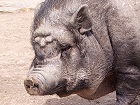 Bild: Schwein 01 Gesicht – Klick zum Vergrößern