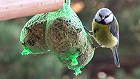 Bild: Vogelhausvogel 02 – Klick zum Vergrößern