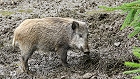 Bild: Wildschwein 02 – Klick zum Vergrößern